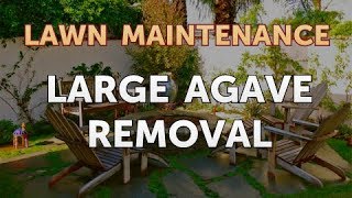 Large Agave Removal [upl. by Aerdnu]