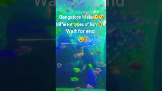 In Bangalore Mela 😉 different types of fish 🐠🐟 [upl. by Hadleigh]