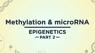 Methylation amp microRNA  Epigenetics Part 2 [upl. by Atlanta]