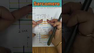 Sarcomere Structure and Functions shorts youtubeshorts [upl. by Anilatak287]