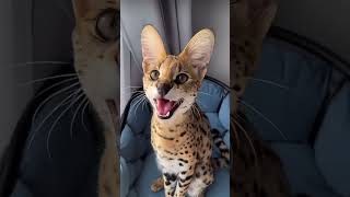 Can We Pet A Serval Cat🤔 servals servalcat catlover [upl. by Felipe]