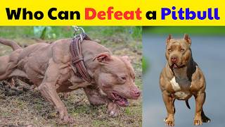 7 Dogs That Could Defeat a Pitbull [upl. by Nirre]