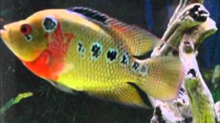 Beautiful Trimac Cichlid vs Flowerhorn [upl. by Lucien890]