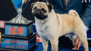 National dog show 2024全美狗狗比賽 [upl. by Rednasyl673]