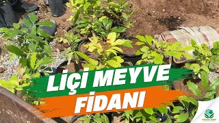 Liçi Meyve Fidanı [upl. by Epolulot]