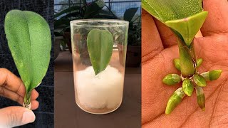 Magic tips to help a 1leaf orchid take root immediately and produce many flowers [upl. by Tivad248]