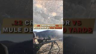 22 Creedmoor VS Mule Deer  750 Yard KILL SHOT Hornady 80 GR ELDX [upl. by Jedidiah]