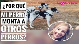 Mi perro intenta montar a hembras y a machos ¿Por qué [upl. by Iclehc]