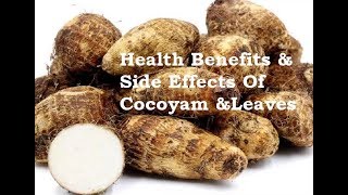 Health Benefits amp Side Effects Of Cocoyam amp Leaves Boost Immune System Tackle Anaemia amp Diabetes [upl. by Thirza125]