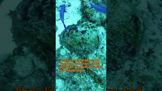 Want to Spot a Roatan Creole wrasse Watch This Now roatan travel scubadiving [upl. by Eenaej]