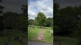 Sweetgum  tree  August 2024 [upl. by Slrahc]