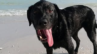 How to Protect Your Dog From Salt Water Poisoning [upl. by Aline]