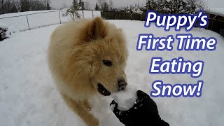 Chow Chow Dog Puppy Eating Biting Snow [upl. by Enelec]