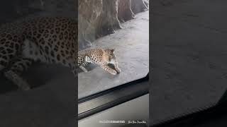 Leopard destination  gorewada  nationalpark  amazing  travel  shortvideo [upl. by Harewood]