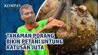 Mengenal Porang Tanaman yang Bikin Petani Untung Ratusan Juta Rupiah [upl. by Hulbig641]