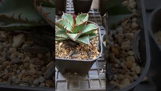 オテロイ 実生 植え替え 塊根植物 灌木 多肉植物 アガベ shorts plant plants agave cactus garden plantcare plantlover [upl. by Yenettirb731]