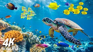 Under Red Sea 4K  Beautiful Coral Reef Fish in Aquarium Sea Animals for Relaxation  4K Video [upl. by Whyte]