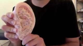 Tutoriel Massage Chinois des oreilles  AcouphènesMigraines [upl. by Arney]