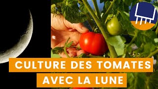 Comment réussir votre culture de tomates grâce à la lune Quand semer les tomates [upl. by Selda]