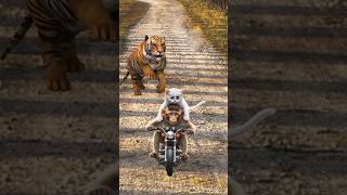 Cute kitten and monkey run from tiger catvideos cutecats catlover trendingshorts [upl. by Wicks]