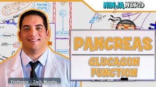 Endocrinology  Pancreas Glucagon Function [upl. by Attaynik]