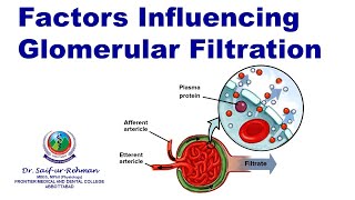 Factors Influencing Glomerular Filtration [upl. by Close523]