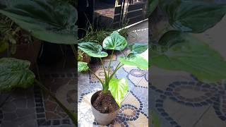 Alocasia cucullataalocasia foliageplants gardening [upl. by Darryn]