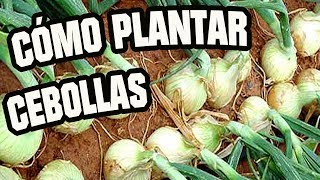 Como Plantar Cebollas [upl. by Ybrik498]