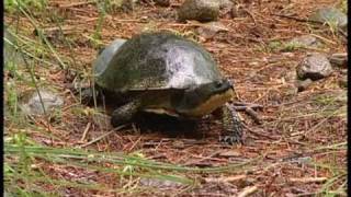 Blandings Turtles [upl. by Engeddi]