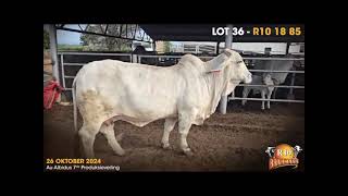 AU ALBIDUS BRAHMAN PRODUCTION AUCTION 26 OCT 2024 11H WARMBAD VEEMARK BELA BELA [upl. by Meyers]