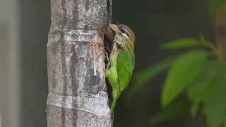 White Cheeked Barbet [upl. by Asoj]