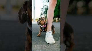 If anxiety were a dog 😅 Street Portraits with a Dachshund Puppy [upl. by Jilly111]