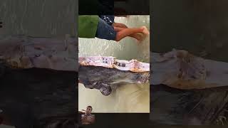 FkTheTaxman Did sharks attack this huge sunfish fishing shark sunfish fishing fish [upl. by Tiossem]