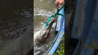 Crocodile Attacks garden Hose shorts short crocodile animal wildlife nature reptiles [upl. by Brookhouse882]