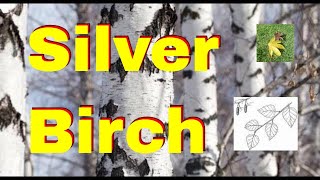 Tree id Silver Birch tree identification uk Betula pendula native bushcraft trees [upl. by Eicam]