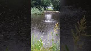 Video binnenkort online Live aanbeet like subscribe fishing pike [upl. by Enneyehc]