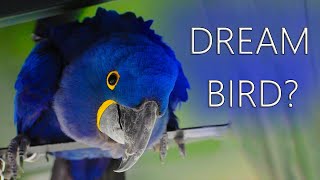 Are Hyacinth Macaws The DREAM Bird [upl. by Setiram]