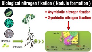 Biological nitrogen fixation  nodule formation symbiotic and asymbiotic nitrogen fixation in Hindi [upl. by Calore]