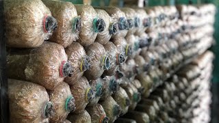 Mushroom Growing House and Fruiting Bags [upl. by Hnad]