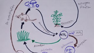 Nitrogen Cycle Biogeochemical cycles Hindi Urdu lecture [upl. by Suitangi]