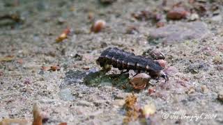 Lampyris noctiluca grote glimworm polen 2024 [upl. by Berlauda]