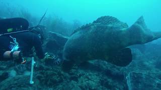 Goliath Grouper tagging along hoping for a free meal [upl. by Ibbie]