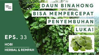 MANFAAT DAUN BINAHONG UNTUK KESEHATAN  HERBAL REMPAH INDONESIA 33 [upl. by Rebmat885]