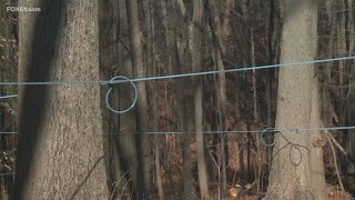 Connecticut farm vandalized ahead of maple syrup season [upl. by Rudie]