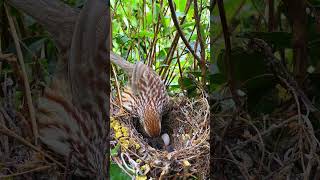 To feed the little cuckoo mother took the extra eggs  birdphotography  wildlife zero distance [upl. by Ardin]