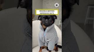 Brussels Griffon Impressive Facts shorts brusselsgriffon animalfacts [upl. by Sisson]