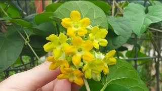 Telosma cordata Tonkin Creeper [upl. by Sackville]