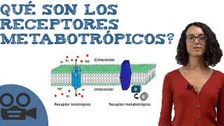 Qué son los receptores metabotrópicos [upl. by Welker]