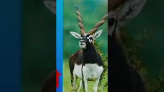 Bishnoi Samaj 🦌🦌🦌🦌🦌🦌Ki kahani Kya Hai  Hindi  Best True Line Hindi [upl. by Froehlich]