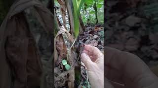 I found this seedling growing out of my banana plant Interesting [upl. by Lisabeth466]